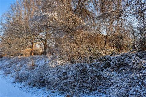 Snowy Slope With Bushes And Trees In Early Morning Stock Image Image