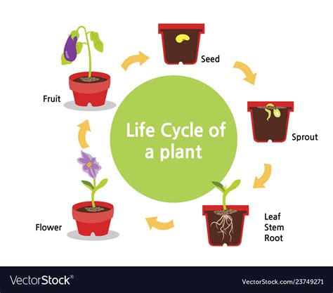 Life Cycle A Plant Royalty Free Vector Image Vectorstock