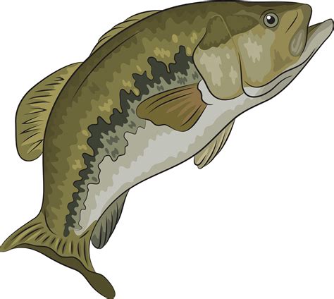 Largemouth Bass PNG Picture Largemouth Bass Clip Art Big Mouth Clip