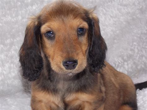 Long haired dachshund $200 not fixed, long hair dachshund, his name is blu he is up to date on shots and uses trivexes prevention, 10 months old, very playful and good with dogs knows basic tricks. *Quality standard long haired dachshund pups * | Ibstock ...