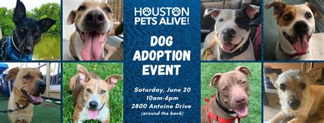 Let our adoption program help you find your next best friend. Dog Adoption Event - Houston Pets Alive!Houston Pets Alive!
