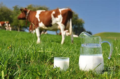 Jug Of Milk Against Herd Of Cows Photograph By Alexander Chaikin Pixels