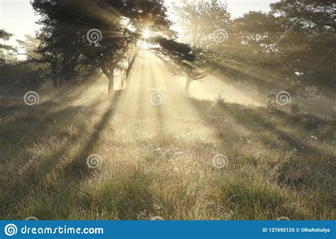 Morning Sunbeams Through Trees In Mist Stock Image Image Of Sunbeam