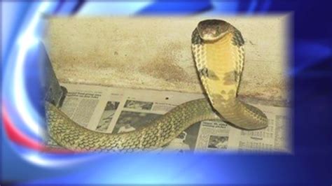 Deadly King Cobra Snake On The Loose After Escaping Home In Orlando