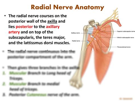 Solution Dr Sam Radial And Ulnar Nerves Anatomy 2021 Studypool
