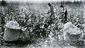 Blacks Picking Cotton In Field Photograph by Bettmann - Fine Art America