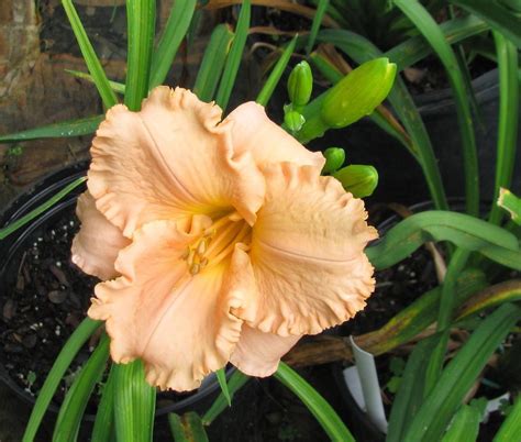 Photo Of The Bloom Of Daylily Hemerocallis Elizabeth Salter Posted