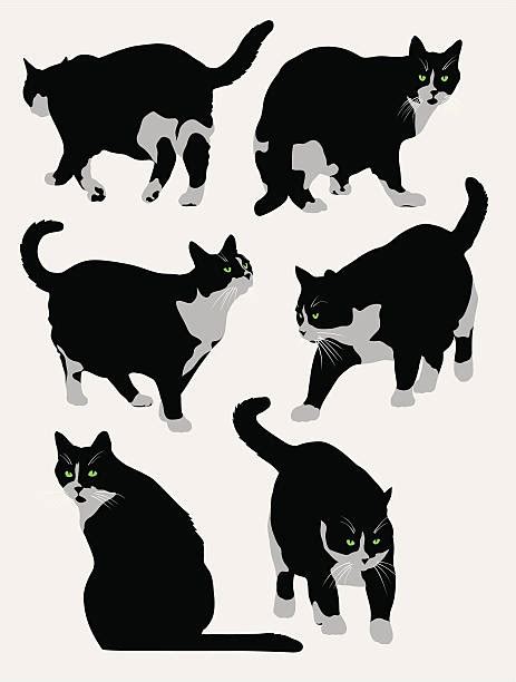 Cat Prowling Illustrations Royalty Free Vector Graphics And Clip Art