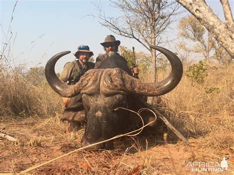 Cape Buffalo Hunting In Zimbabwe