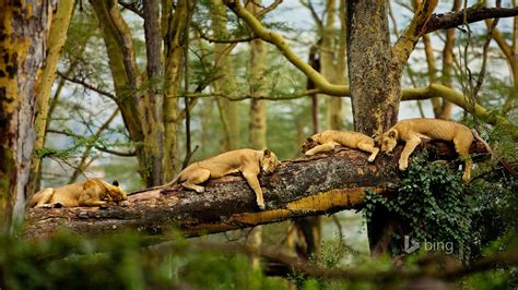 Sleeping Lions Wallpapers Hd Wallpapers Id 13968