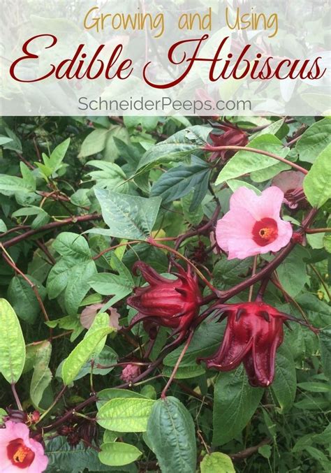 Edible Hibiscus Can Be Grown As An Annual In Cooler Climates And As A