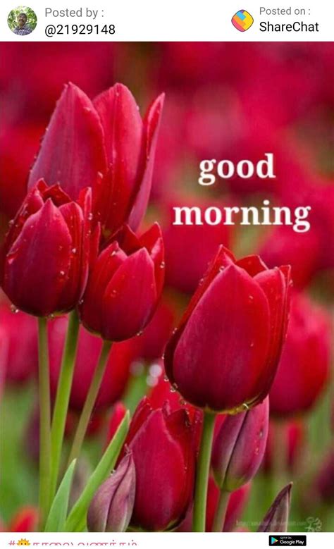 Pin By Durai Raj Uc On Good Morning Wedding Flowers Tulips Good