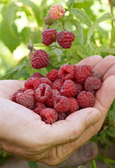 How To Plant And Grow Raspberries