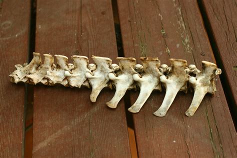 10 Off Sale Natural Deer Spine Fall Decor By Vintageatmosphere