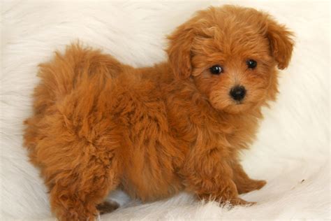Maltipoo Maltese Poodle Best Small Dogs Best Small Dog Breeds