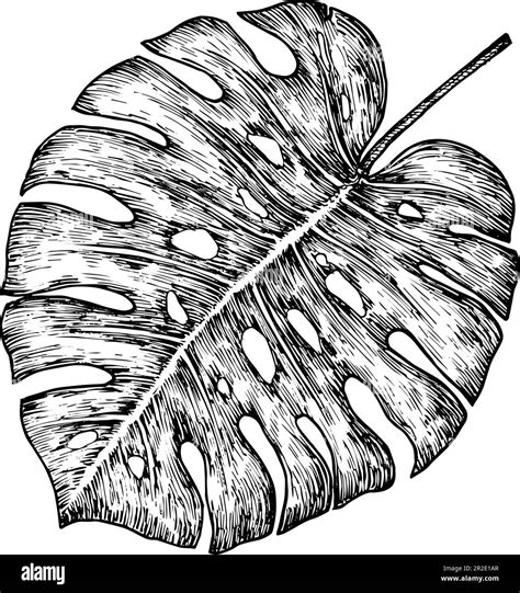 Monstera Palm Leaf Hand Drawn Doodle Vector Illustration Floral