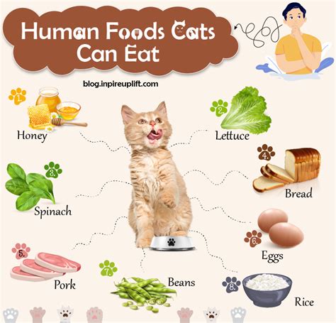 What Can And Cant Cats Eat Cat Health