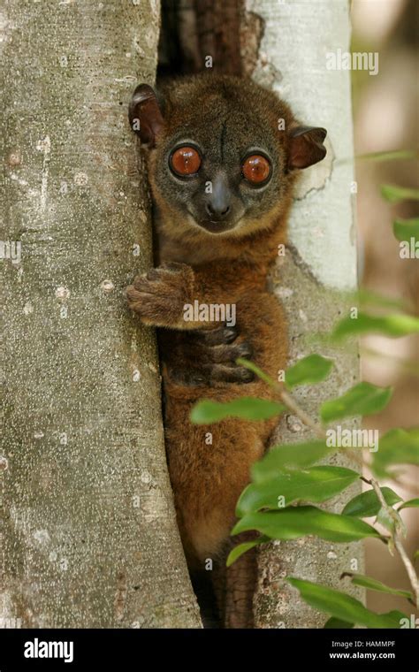 Lepilemur Septentrionalis Hi Res Stock Photography And Images Alamy