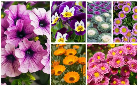 15 Fall Blooming Annuals You Must Plant Plants Fall Plants Dianthus