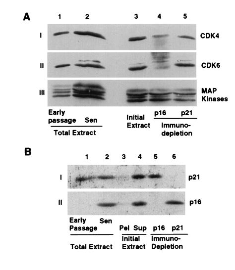 Involvement Of The Cyclin Dependent Kinase Inhibitor P16 Ink4a In