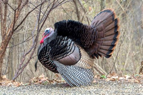 The Wild Turkey History Of An All American Bird Old Farmers Almanac