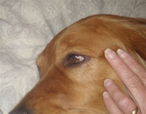 Brown Eye Spot In Iris Golden Retriever Dog Forums