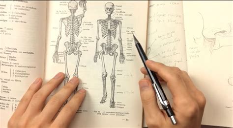 Anatomia Para Desenho Como Estudar Do Jeito Certo Ricardo Yamaguchi