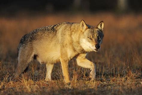 Wild Grey Wolf Canis Lupus Walking Kuhmo Finland