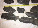 Fern Fossils Discovery in Centralia, Pennsylvania - American Geode