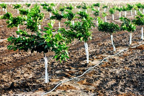 Fruit Tree Seedlings Inhabitat Green Design Innovation