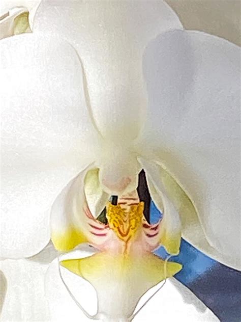 Flower Art Orchid