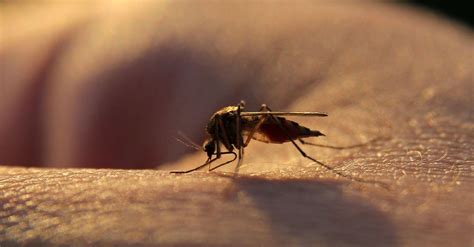 Graphene The Latest Reliable Repellent Against Mosquitoes