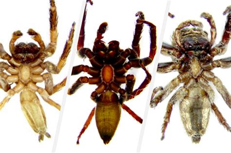 Look Pinoy Father Daughter Scientists Discover 3 New Jumping Spider Species In Luzon Abs Cbn News