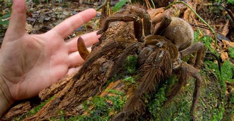 Nightmare Fuel Photographer Encounters The Biggest Spider In The World