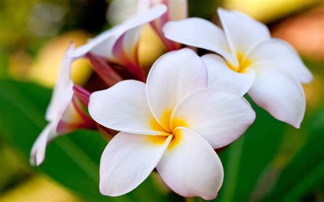 Hawaiian Plumeria Amazing Flowers Photography Photo Wallpaper 2560x1600