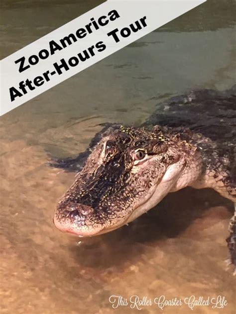 Up Close And Personal With The Animals At The Zooamerica After Hours