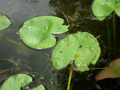 Lily Pads Plant Leaves Lily Pads Plants