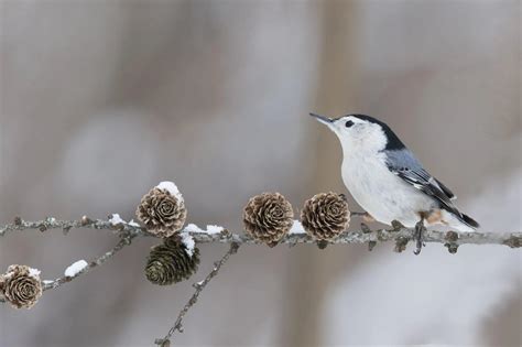 20 Best Winter Bird Photos Ever