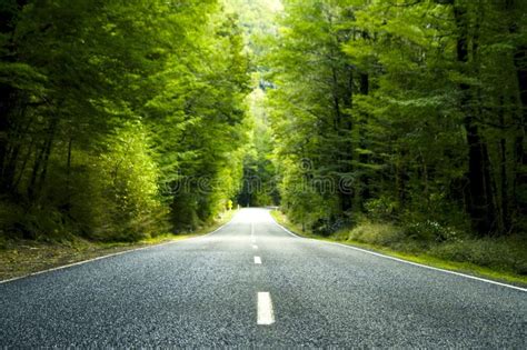 Summer Country Road With Trees Beside Stock Image Image Of Scenics