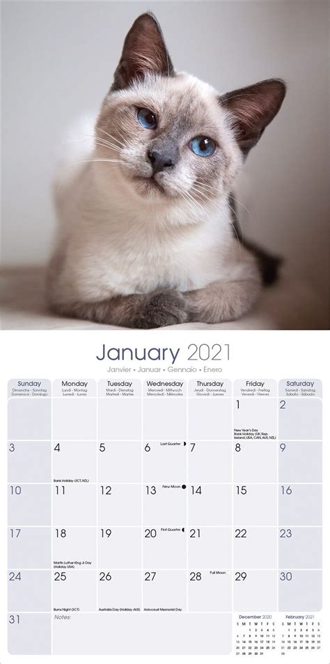 Cats Siamese Calendar Cat Calendars Pet Prints Inc