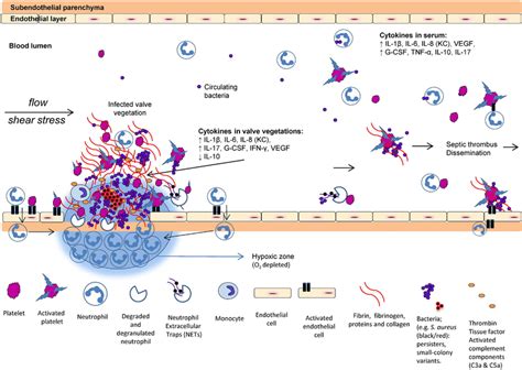 Schematic Overview Of In Vivo Experimental Endocarditis Here