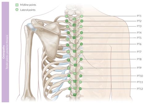 Maybe you would like to learn more about one of these? Rib Cage Muscles And Tendons / Intercostal Muscles Rib ...