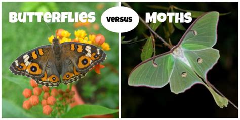 Differences Between Butterflies And Moths Butterfly Lady