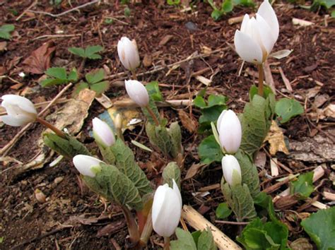 Sanguinaria Canadensis Bloodroot Planting Growing Caring Tmh Garden
