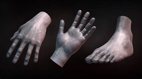 Zbrush Tutorial Sculpting Human Hands And Feet Youtube