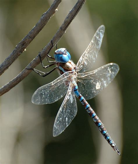 143 Best Dragonfly Room Images On Pinterest Dragon Flies Dragonflies
