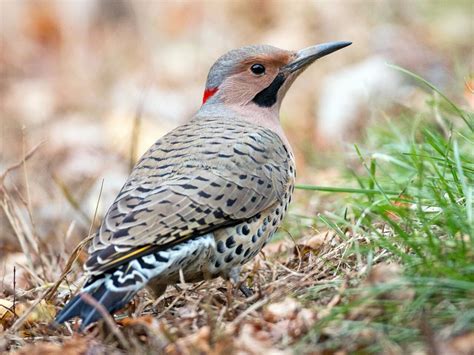 See The Northern Flicker Woodpecker And Discover Fun Facts Video