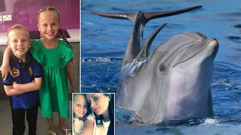 Have Dolphins Hurt Humans Spi Nature Center