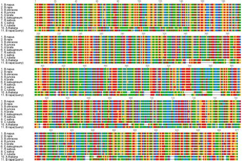 Multiple Sequence Alignment Of Nucleotide Sequences Of Hmg Coa Synthase