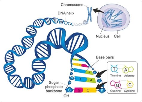What Is A Dna Diet